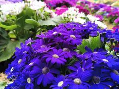 -松山湖梦幻百花洲