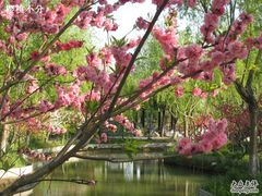-南汇桃花村