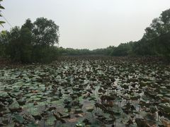 -大湾区中央湿地公园