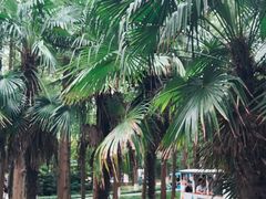 -黄海国家森林公园