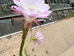 -鲜芋仙(宝地广场店)