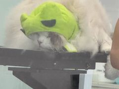-爱洗澡的猫(望京店)