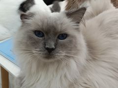 -喵的天空名猫咖啡馆·撸猫·猫舍·用品