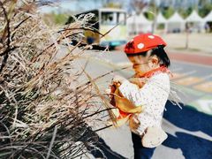 -上海长兴岛郊野公园
