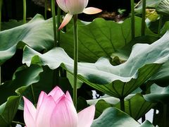 -荔湾湖公园