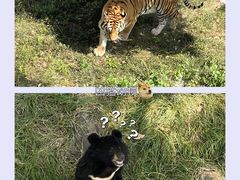 -合肥野生动物园