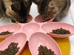 -COLOR PETS 撸猫馆·购猫·猫咖(长风大悦城店)