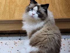 -滚猫咖啡·猫咖·猫友好撸猫(未来城店)