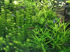-迪拜水族馆及水下动物园