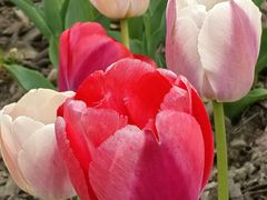 -上海植物园-4号门售票处