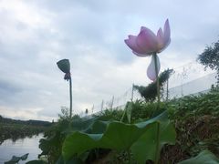 -洪湖生态旅游区