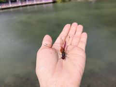-靖西鹅泉风景区