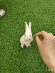 -萌宠亲子动物乐园(槐房万达店)