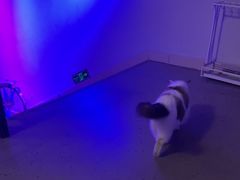 -白兔子密室(长寿路店)