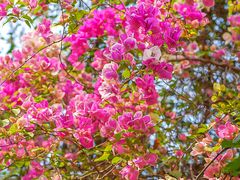 -深圳国际园林花卉博览园