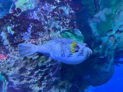 -珠海长隆海洋王国