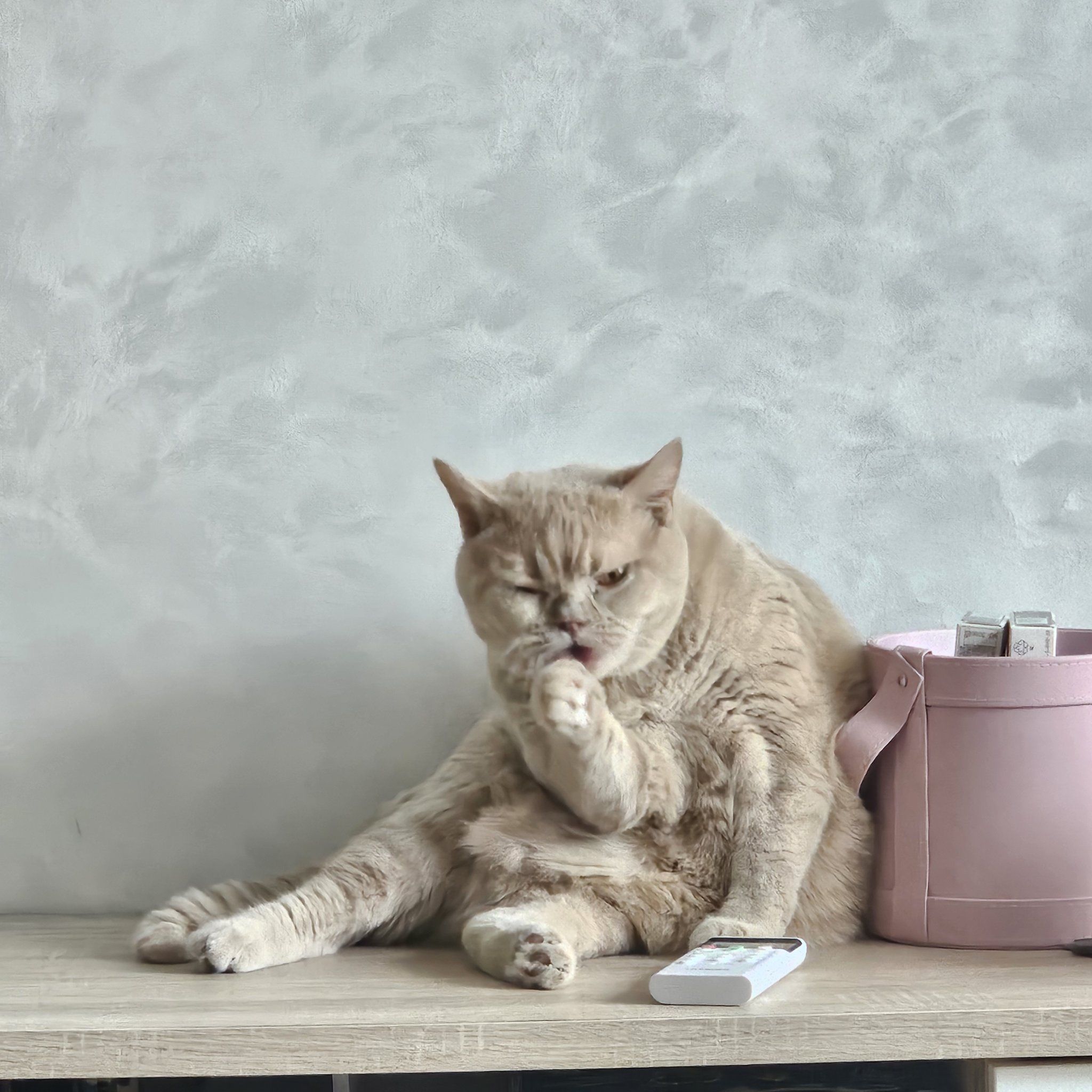 爱干净小猫
