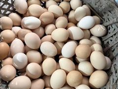 -马陆小张葡萄园农家乐