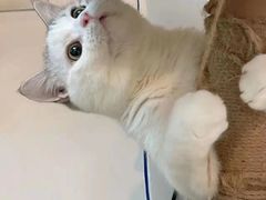 -喵zoo家庭繁育猫舍(尖东智能花园店)