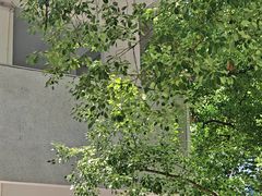 -湖北美术学院(昙华林校区)