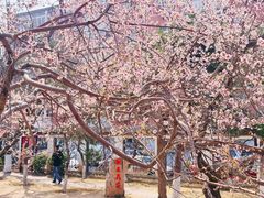 -桃花堤公园
