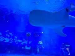 -烟台海昌鲸鲨海洋公园