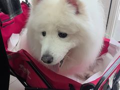 -宠福鑫康馨动物医院·骨科·眼科