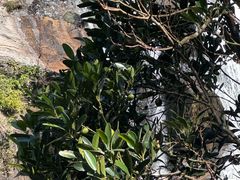 -海南热带雨林国家公园吊罗山景区