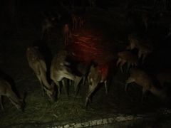 -清迈夜间动物园