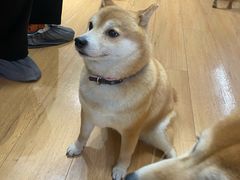 -是阿柴呀！柴犬咖啡·爱喵喵猫咖