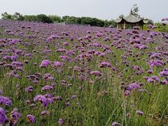 -杭州城北体育公园