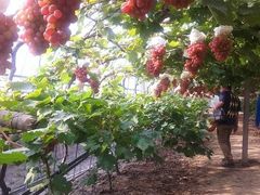 -马陆小张葡萄园农家乐