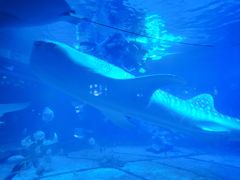 -烟台海昌鲸鲨海洋公园