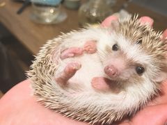 -藦茜花园宠物主题亲子互动体验馆(国顺东路店)