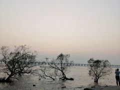 -宝安西湾红树林湿地公园