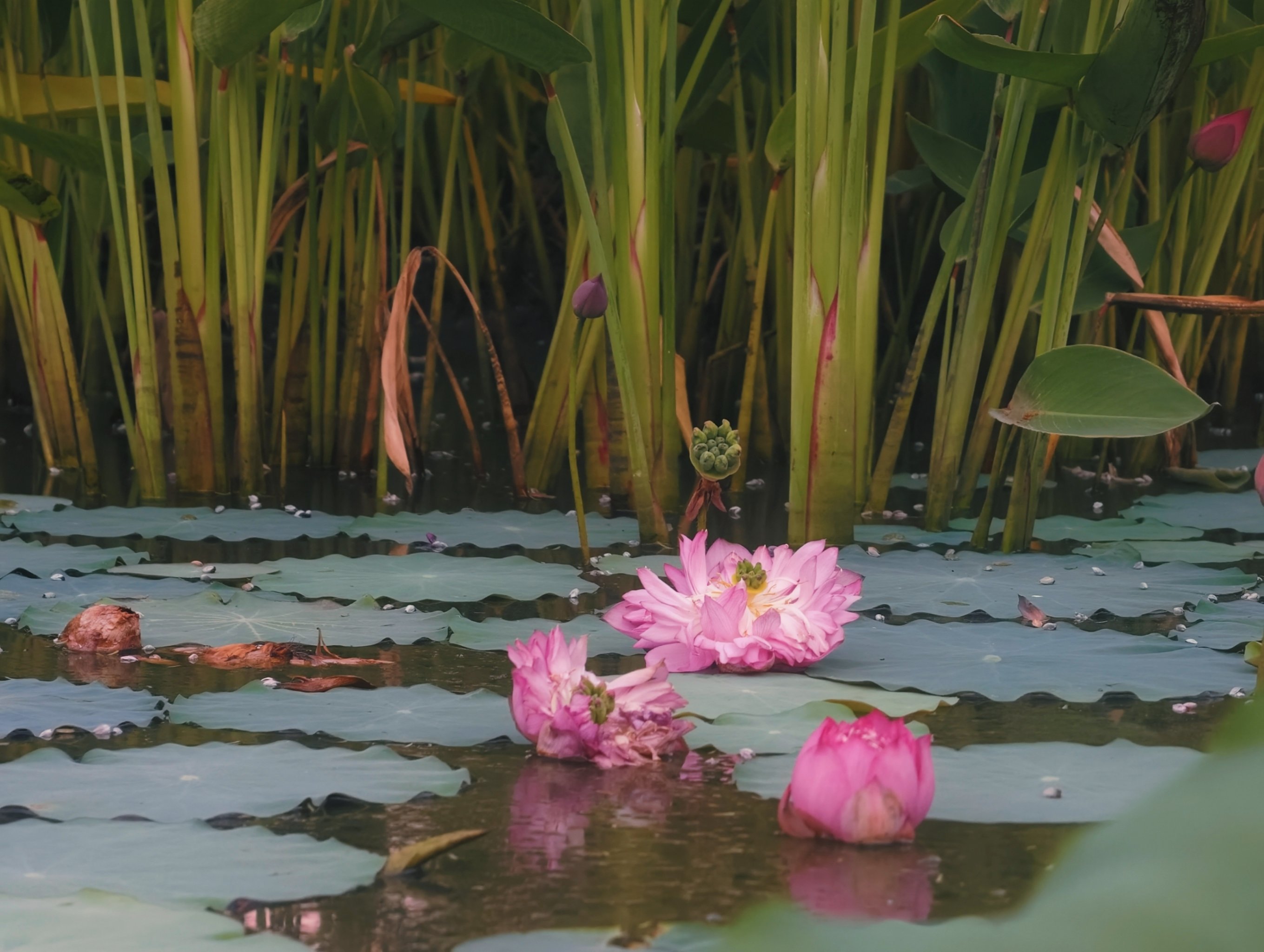 来苏州湾万公堤看东太湖日落🌄