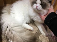 -滚猫咖啡·猫咖·猫友好撸猫(未来城店)