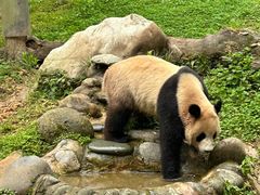 -都江堰中华大熊猫苑