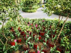 -南宫五洲植物乐园