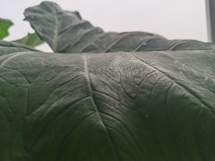 -大别山烤肉(弘阳广场店)