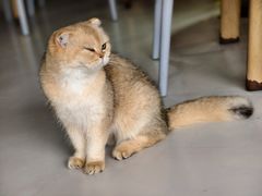 -豆逗聊愈猫阁Easy Life