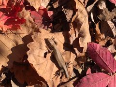 -白玉兰商务酒店(沈阳陆军总院店)