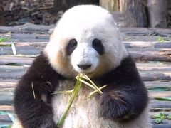 -喜来稀肉(北外滩白玉兰广场店)