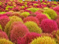 -花开海上生态园