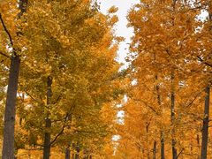 -汉长安城未央宫国家考古遗址公园