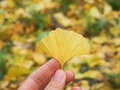 -三里屯东五街银杏大道