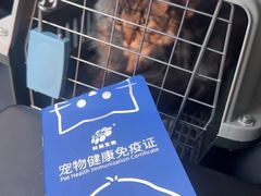 -佩兹宠物医院肿瘤专科·眼科·牙科(黄浦店)