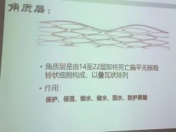 点击看大图 -玛莲朵·海菲秀冰珀科