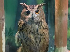 -萌宠奇缘(荣鼎店)