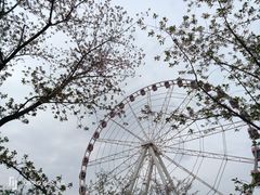 -顾村公园